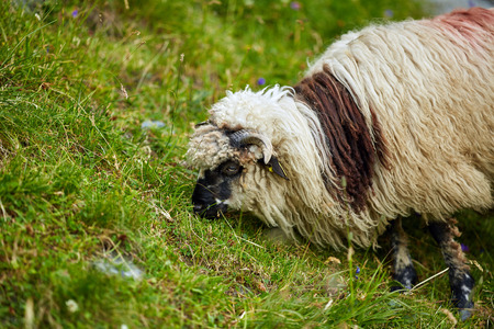 Closeup of a sheep on a pasture in the mountainsの写真素材