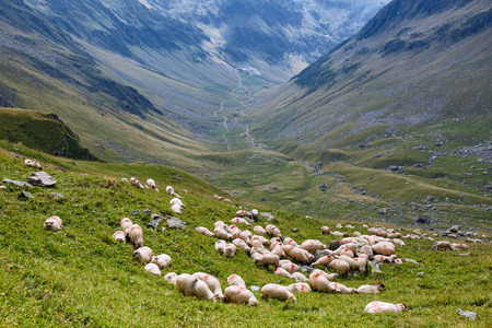 Landscape with a flock of sheep on the mountainの写真素材