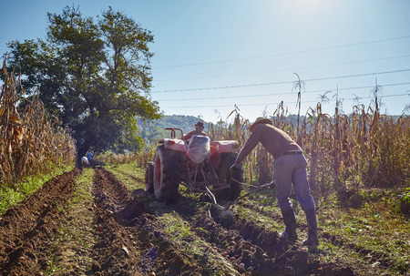 Family of peasant harvesting potatoes with a tractor and ploughの写真素材