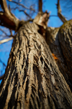 Macro on a very old oak tree on the bark, with selective focusの写真素材