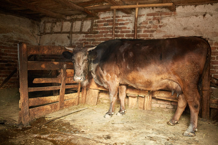 A single cow in a stable in the countrysideの写真素材