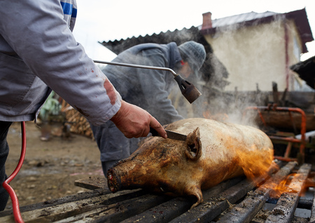 Preparing to butcher the pig outdoor in the backyardの写真素材