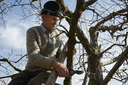 Old farmer trimming the trees with a scissor, traditionallyの写真素材