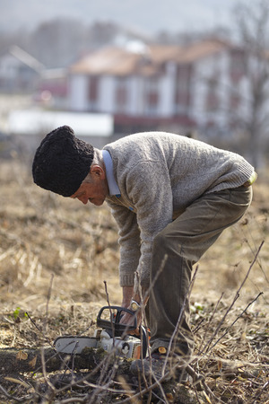 Senior farmer chopping an old apple tree in an orchardの写真素材