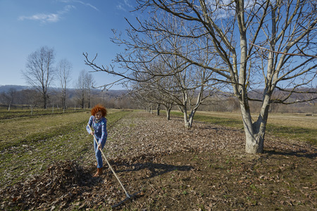 Farmer woman gathering fallen leaves with a rake, spring cleaning in the orchard