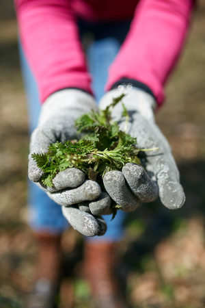 Woman picking young fresh nettles from the forest in the springの写真素材