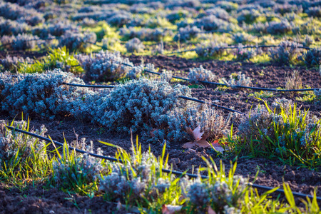 Rows of lavender in a field at sunsetの写真素材