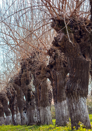 Row of very large and old willow treesの写真素材
