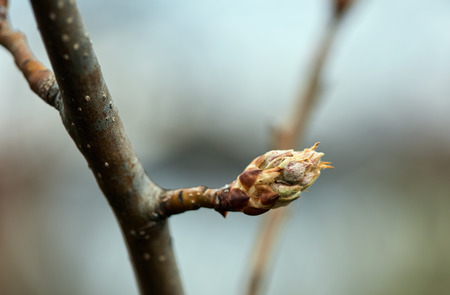 Closeup of apple tree flower buds on a branchの写真素材
