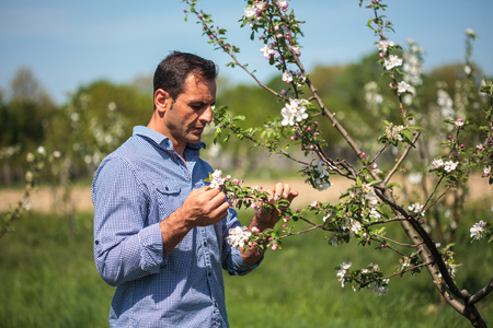 Mature farmer checking his young trees in the orchard