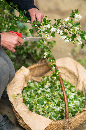 Old woman picking hawthorn flowers to make infusionの写真素材
