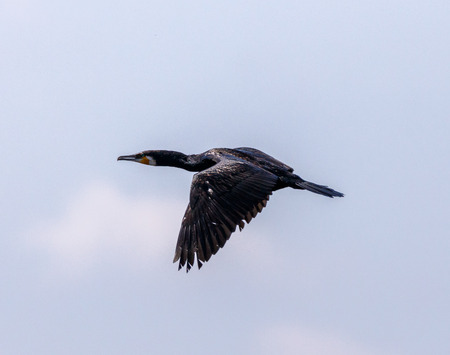 Great Cormorant (Phalacrocorax carbo) in flight against blue sky backgroundの写真素材