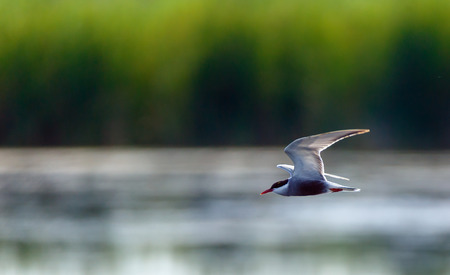 Common Tern (Sterna Hirundo) in flight with reeds and lake in background