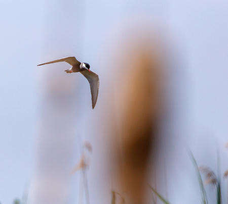 Common Tern (Sterna Hirundo) in flight on blue skyの写真素材
