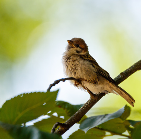 Eurasian tree sparrow (Passer Montanus) perched on a twigの写真素材