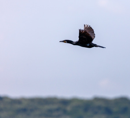 Great Cormorant (Phalacrocorax carbo) in flight against blue sky backgroundの写真素材
