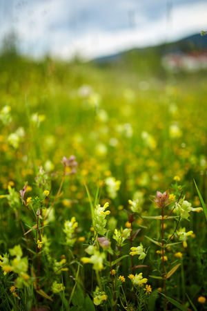 Closeup of beautiful small wild flowers in a fieldの写真素材
