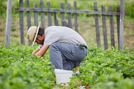 Young farmer picking strawberries in a field