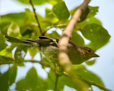 Corn bunting bird (miliaria calandra) perched on a twig