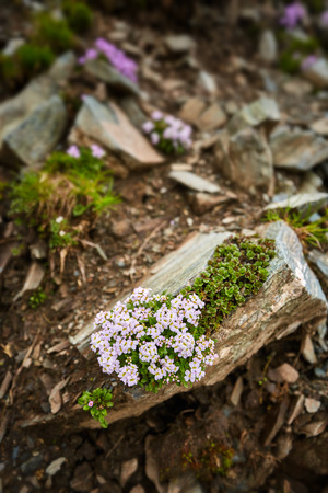 Closeup of little mountain flowers grown among rocksの写真素材