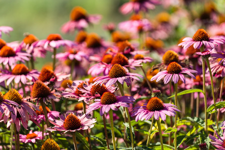 Closeup of a bed of gerber flowers in a gardenの写真素材