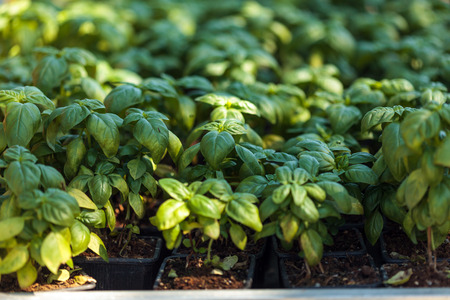 Nursery of basil plants in small potsの写真素材