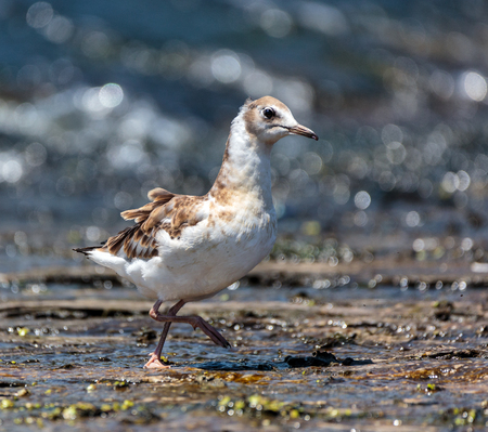 Juvenile seagull on a lake searching for foodの写真素材