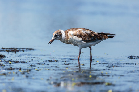 Juvenile seagull on a lake searching for food