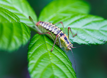 Macro of a colorful cricket on a leaf