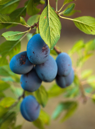 Closeup of ripe blue plums on branches in an orchardの写真素材