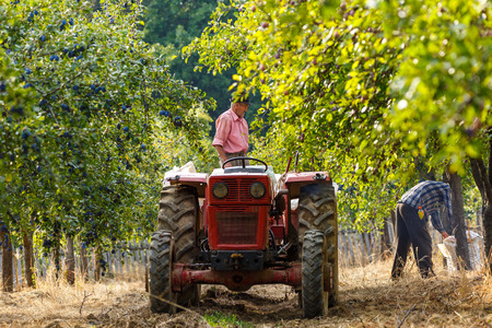 Old farmer with tractor and trailer loading plums at harvest time in an orchardの写真素材