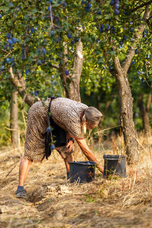 Old farmer woman picking blue plums in an orchard at harvest timeの写真素材