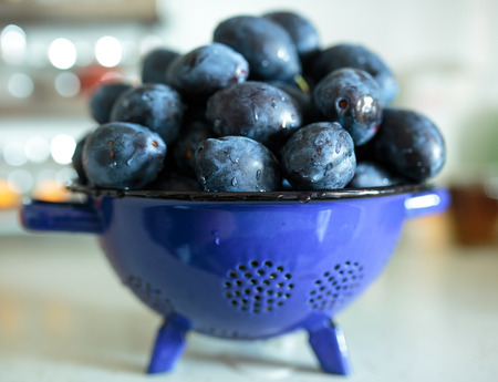 A pile of freshly picked blue plums in the kitchenの写真素材
