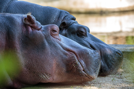Closeup of two hippos sleeping on the groundの写真素材