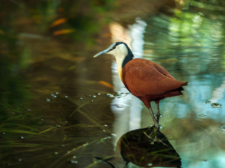 A brown coot bird by the water in closeupの写真素材