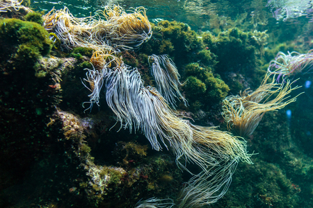 Reef ecosystem underwater with snakelocks anemone and plants
