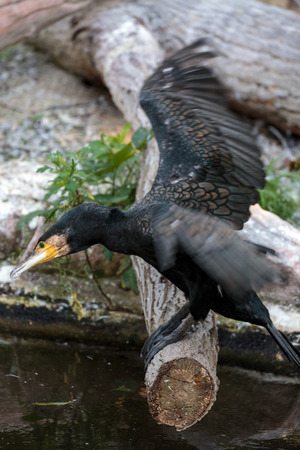 Great cormorant on the bark of a fallen tree near the waterの写真素材