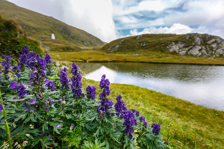 Mountain flowers by the lake Capra in Romanian Carpathiansの写真素材