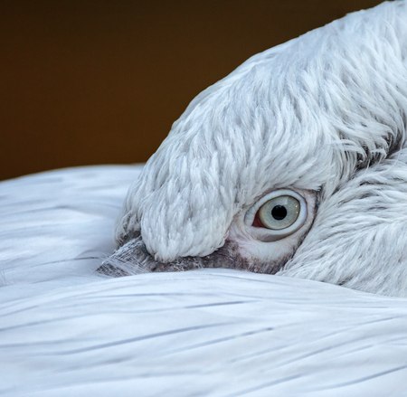 Closeup of the eye of a white pelicanの写真素材