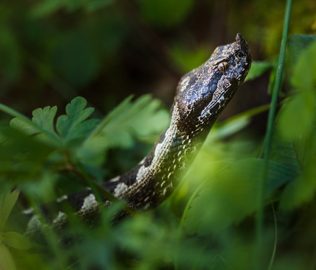 Horned viper (Vipera Ammodytes) sneaking through grass after its preyの写真素材