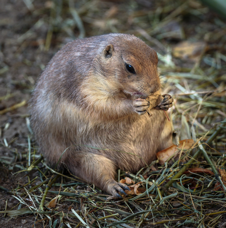 Closeup of a prairie dog eating a leafの写真素材