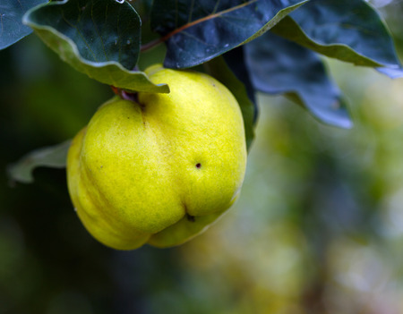 One yellow ripe quince on a branch with copyspaceの写真素材