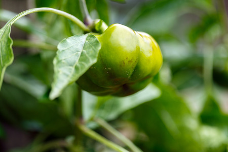 Green bell pepper closeup outdoor in the gardenの写真素材