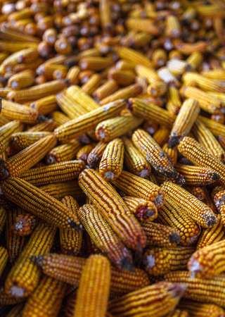 Pilie of yellow corn cobs in a barnの写真素材