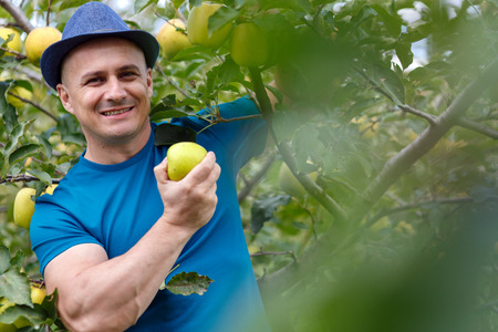 Farmer picking yellow ripe apples from the treeの写真素材