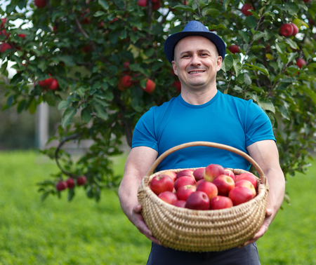Farmer picking red apples from his trees in the orchardの写真素材