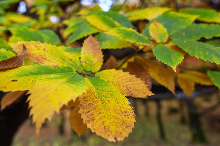 Forest of chestnut and other deciduous trees in the autumnの写真素材