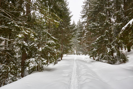 Winter landscape with pine trees and snow