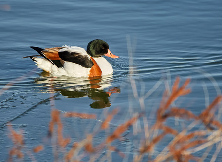 Common shelduck (tadorna tadorna) swimming on a river in winterの写真素材