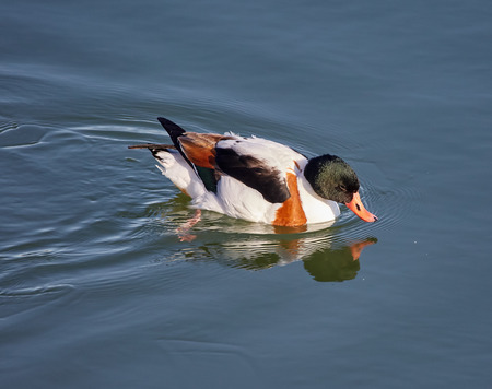 Common shelduck (tadorna tadorna) swimming in a riverの写真素材
